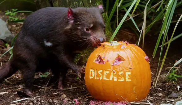 taronga zoo halloween