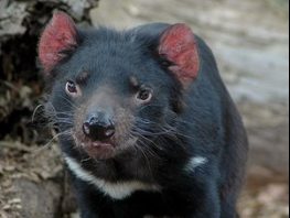 tasmanian devil