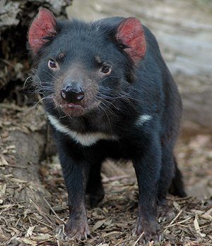 tasmanian devil