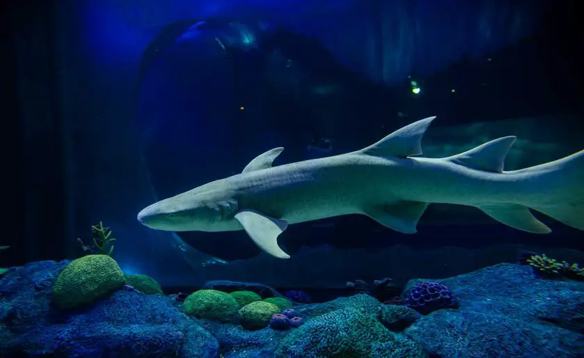 World Shark Day SEA LIFE Sydney Aquarium
