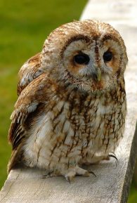 tawny owl