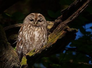 tawny owl