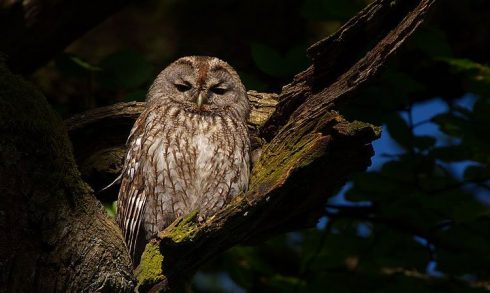 tawny owl