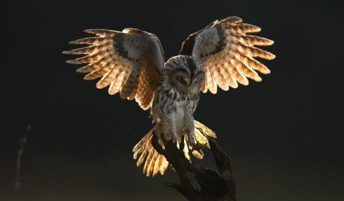tawny owl