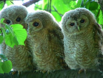 tawny owl