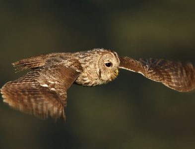 tawny owl