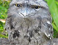 Tawny frogmouth