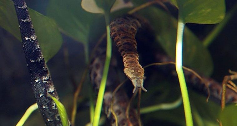 Tentacled Snake (Erpeton tentaculatum)