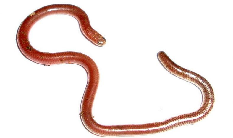 Texas Threadsnake