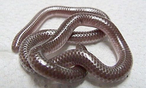 Texas Threadsnake