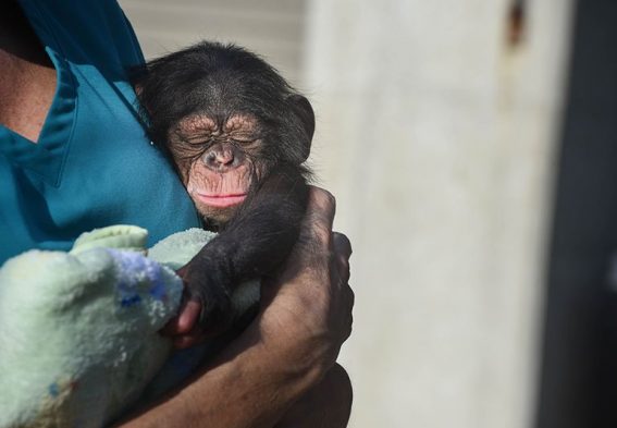 maryland zoo chimpanzee