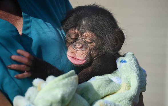 chimp naming maryland zoo