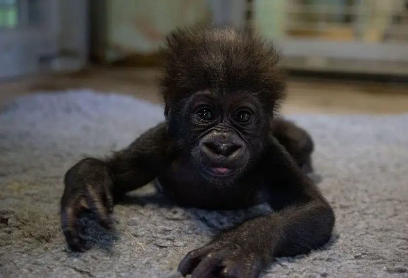 bristol zoo gorilla named
