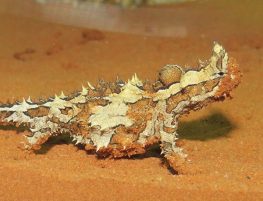 Thorny Devil