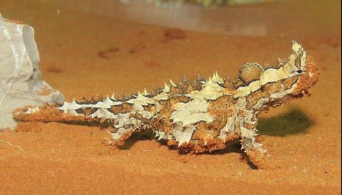 Thorny Devil