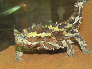 Thorny Devil
