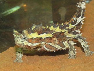 Thorny Devil