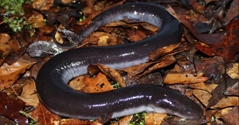 Three-Toed Amphiuma