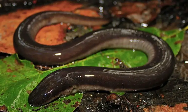 Three-Toed Amphiuma