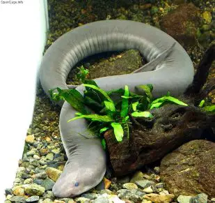 Three-Toed Amphiuma