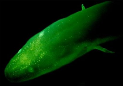Three-Toed Amphiuma
