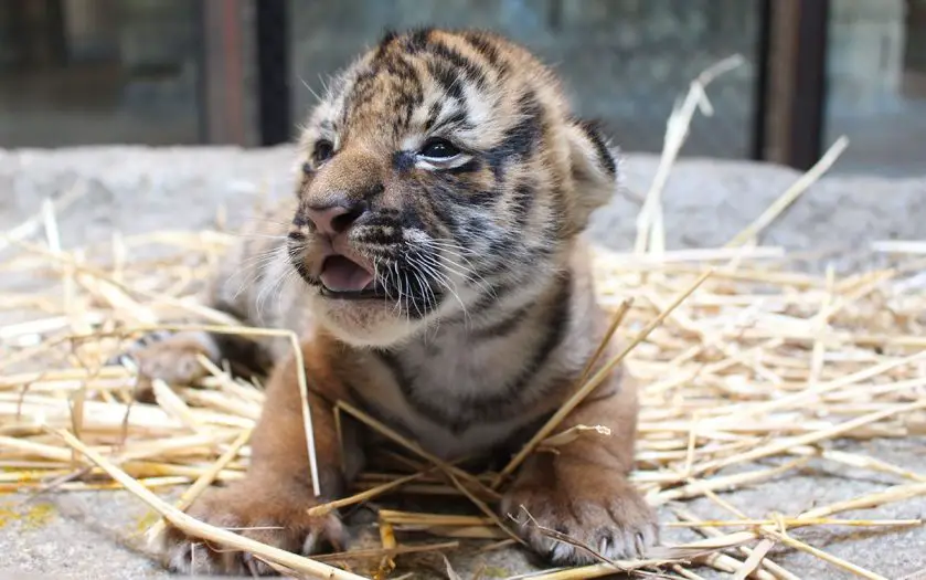 Tulsa Zoo Tiger Cub