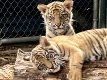 Sumatran Tiger Cubs at Adelaide Zoo