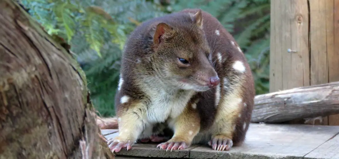 Tiger Quoll (Dasyurus maculatus)