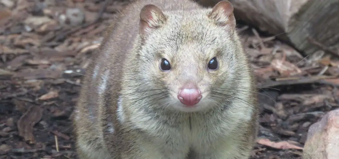 Tiger Quoll (Dasyurus maculatus)