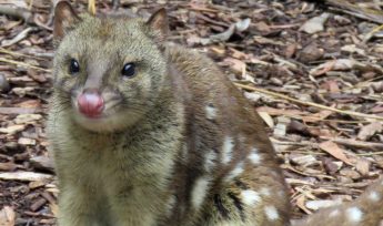 Tiger Quoll
