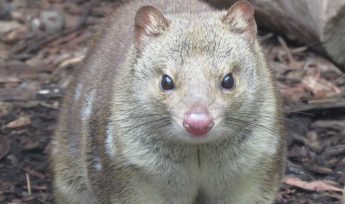 Tiger Quoll (Dasyurus maculatus)