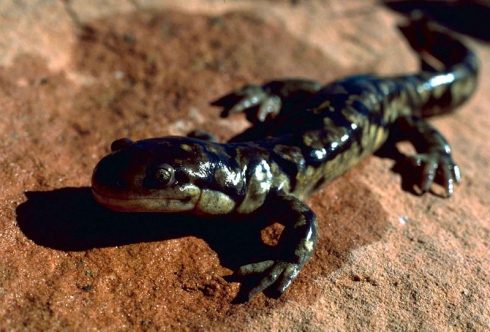 tiger salamander