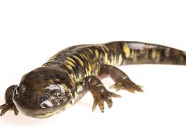 tiger salamander