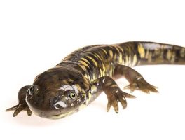 tiger salamander