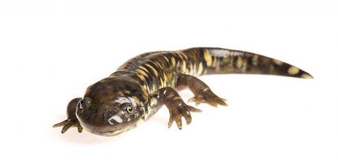 tiger salamander