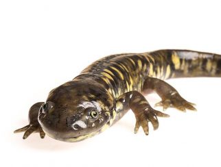 tiger salamander