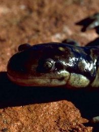 tiger salamander