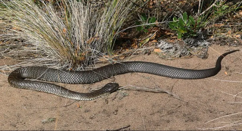 Tiger Snake
