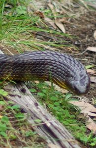 Tiger Snake