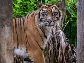 Sumatran Tiger Delilah Debuts at Adelaide Zoo