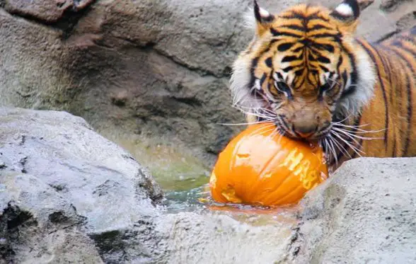 taronga zoo halloween