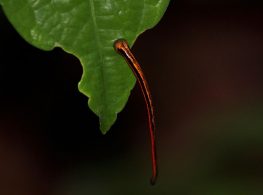 tiger leech