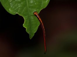 tiger leech
