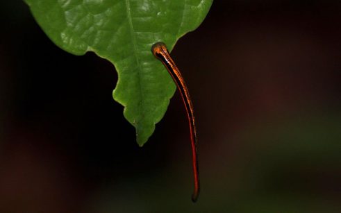 tiger leech