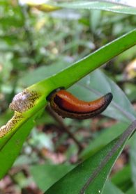 tiger leech