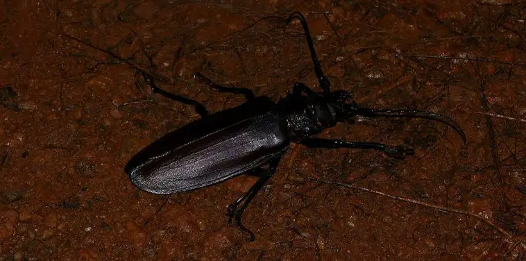 Titan Beetle