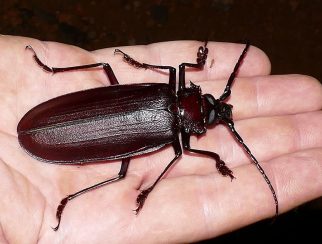 Titan Beetle