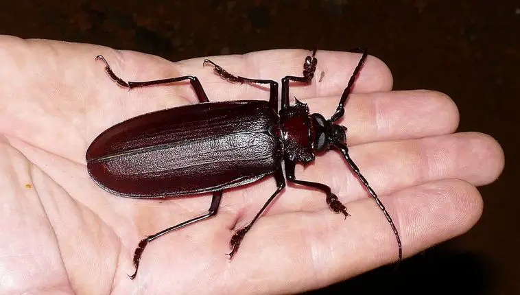 Titan Beetle