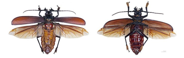 Titan Beetle
