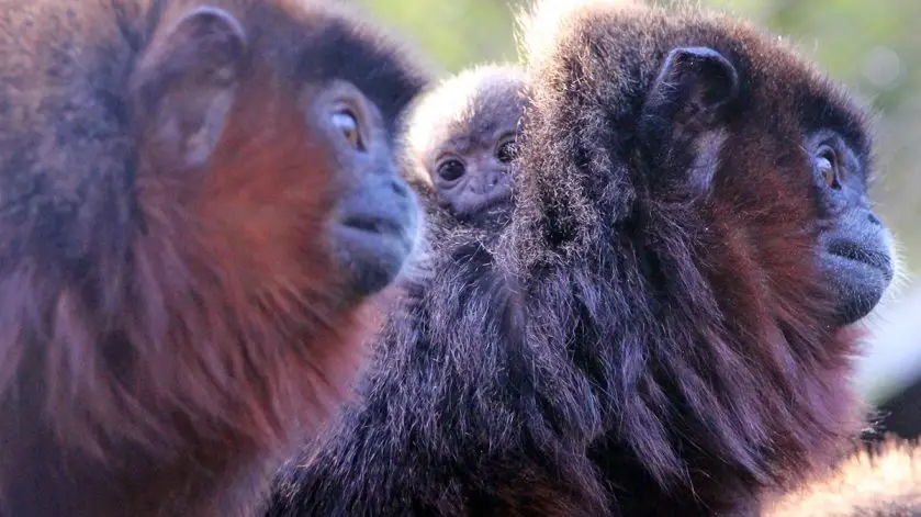 Titi Monkey Infant Belfast Zoo